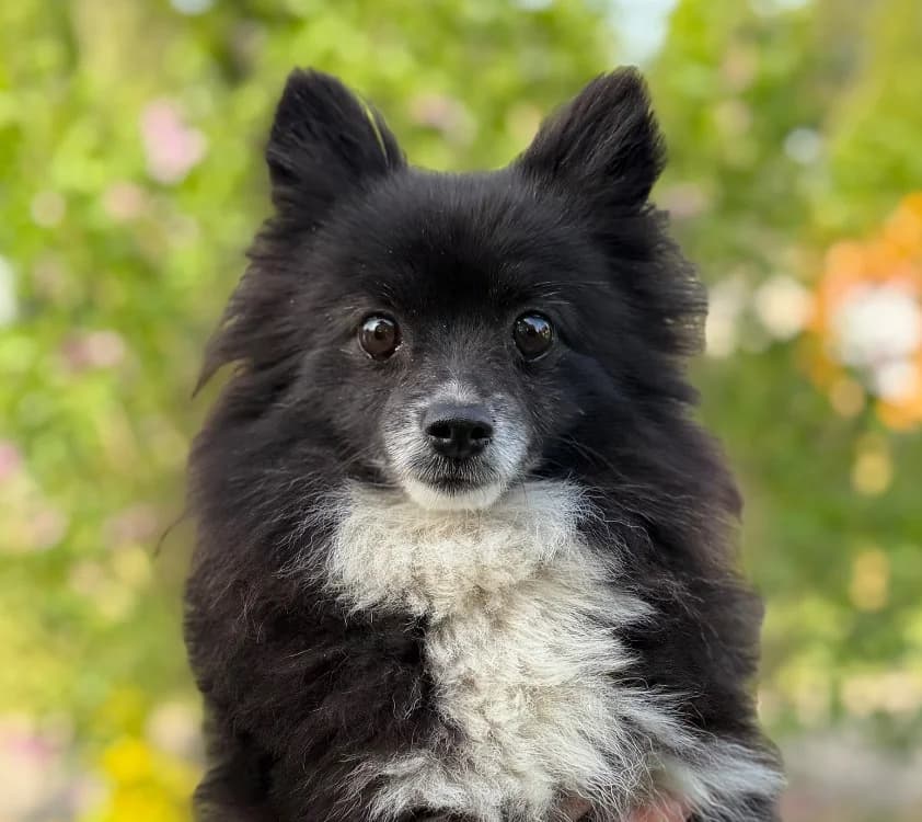 Rosa CAA15173, female 5yo mixed breed for adoption at SPA Compiègne, Compiègne