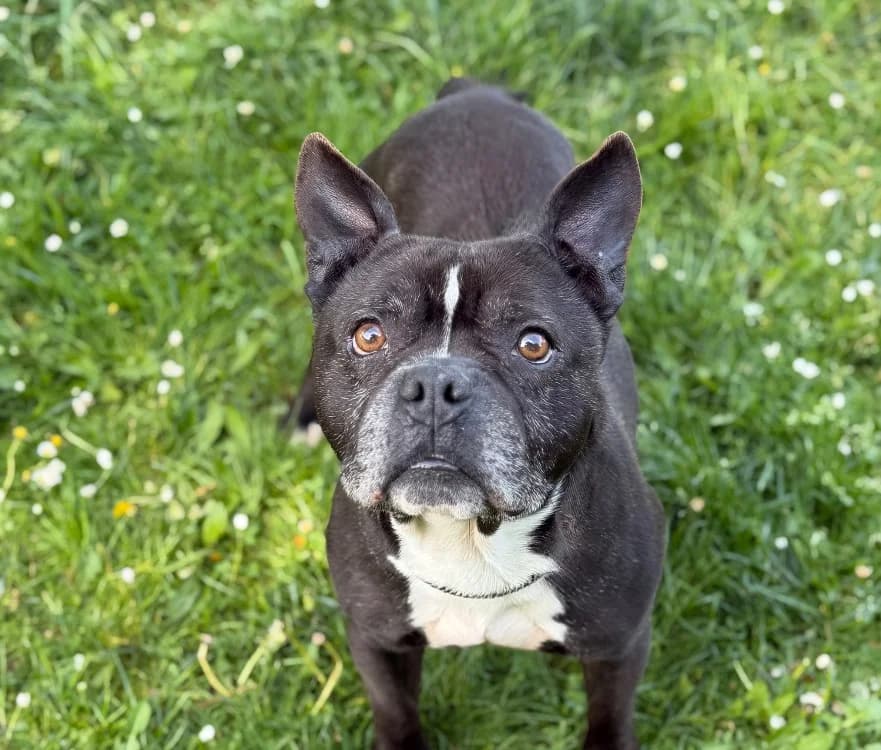 Pelo CAA15174, male senior French Bulldog for adoption at SPA Compiègne, Compiègne