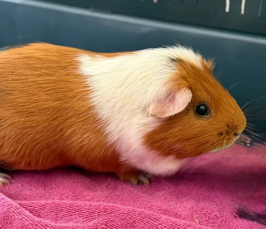 Elliot NAC995, male 4yo Mixed Breed for adoption at SPA Compiègne, Compiègne