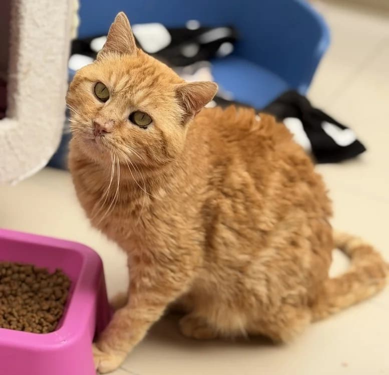 Angelo CAB5328, male senior Mixed Breed for adoption at SPA Compiègne, Compiègne