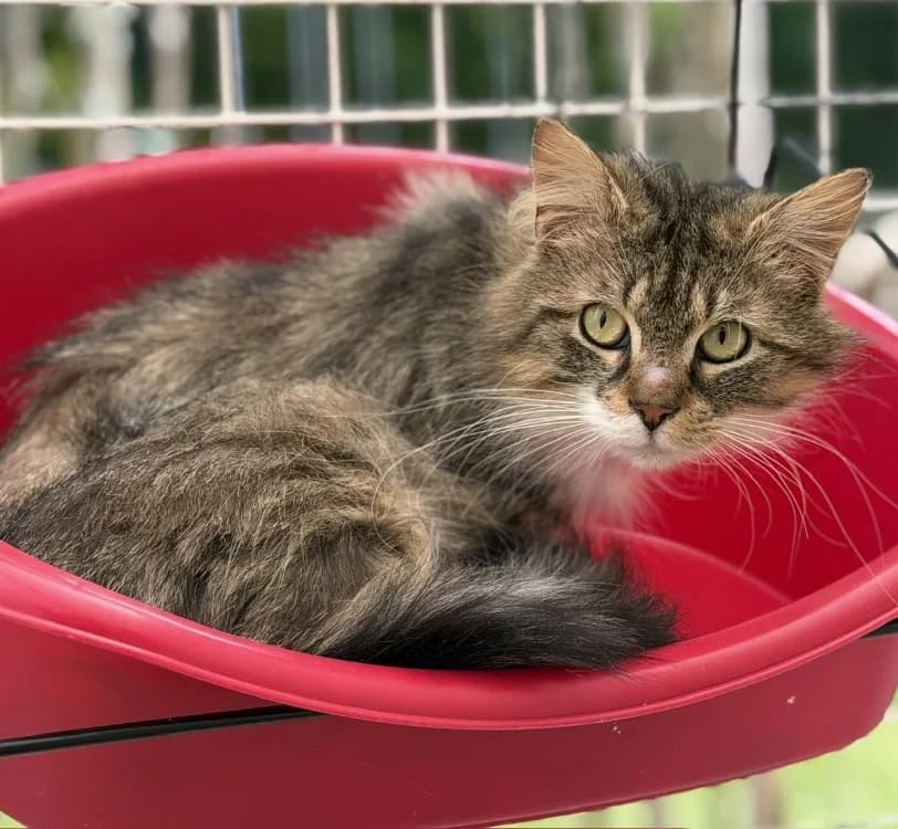 Lyro CAB5407, male 3yo Mixed Breed for adoption at SPA Compiègne, Compiègne