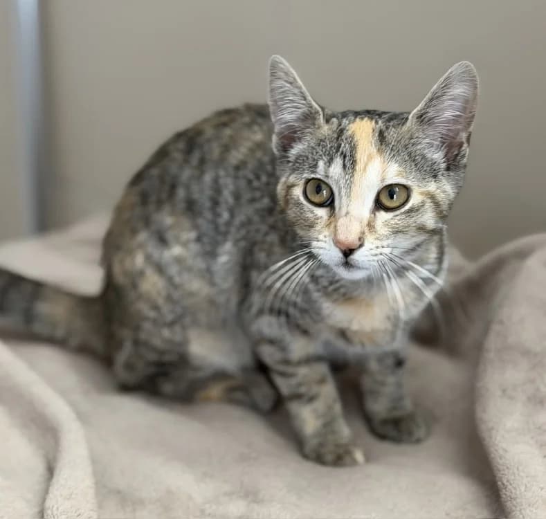Rose CAB5434, female Mixed Breed for adoption at SPA Compiègne, Compiègne