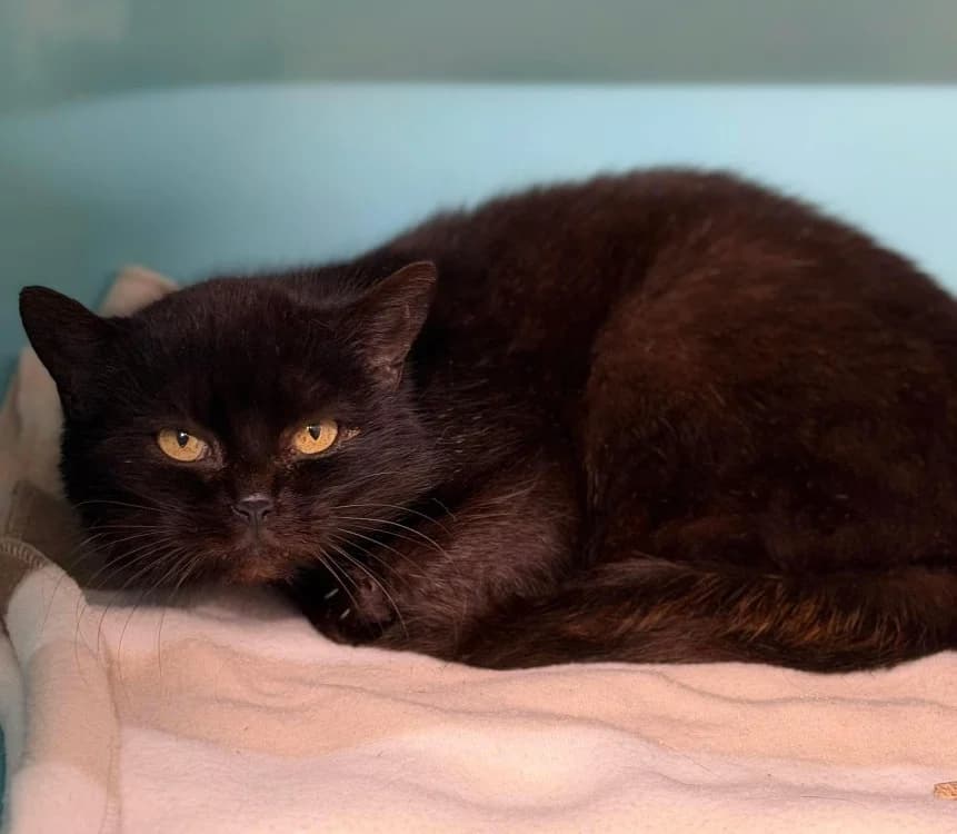 Abby CAB5468, female senior Mixed Breed for adoption at SPA Compiègne, Compiègne