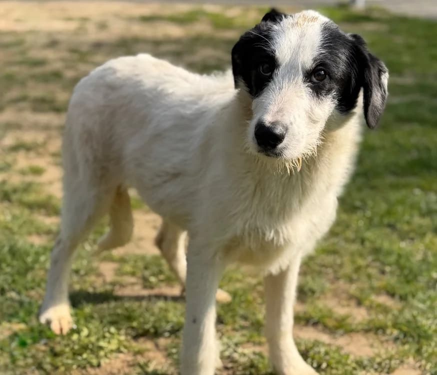 Drako CAA15189, male mixed breed for adoption at SPA Compiègne, Compiègne