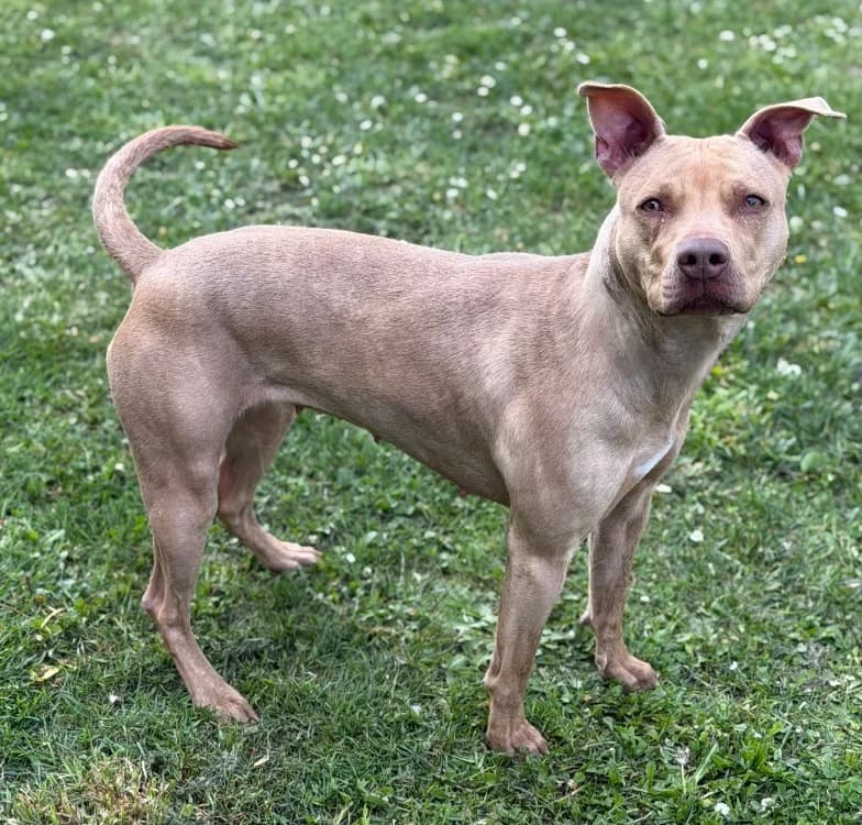 Corail CAA15186, female Pointer for adoption at SPA Compiègne, Compiègne