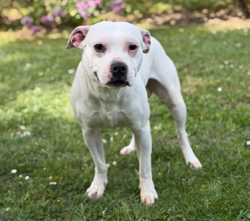 Casper CAA15187, male Mixed Breed for adoption at SPA Compiègne, Compiègne
