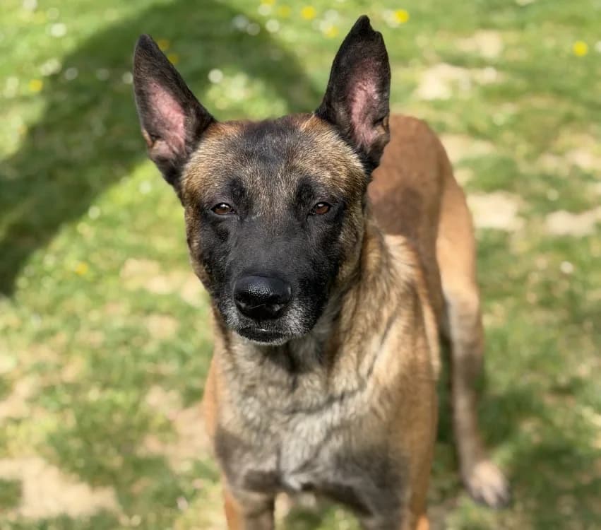 Thanos CAA15193, male 4yo Belgian Malinois for adoption at SPA Compiègne, Compiègne