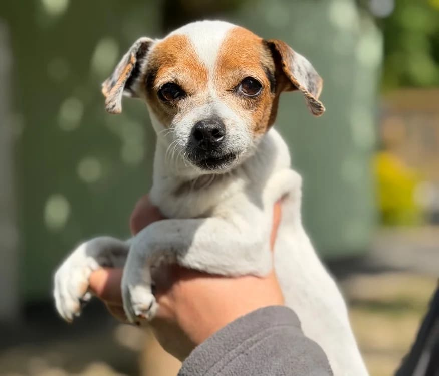 Claire CAA15201, female senior Mixed Breed for adoption at SPA Compiègne, Compiègne