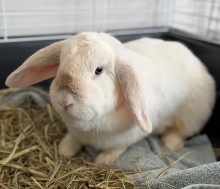 Regina NAC1006, female Mixed Breed for adoption at SPA Compiègne, Compiègne