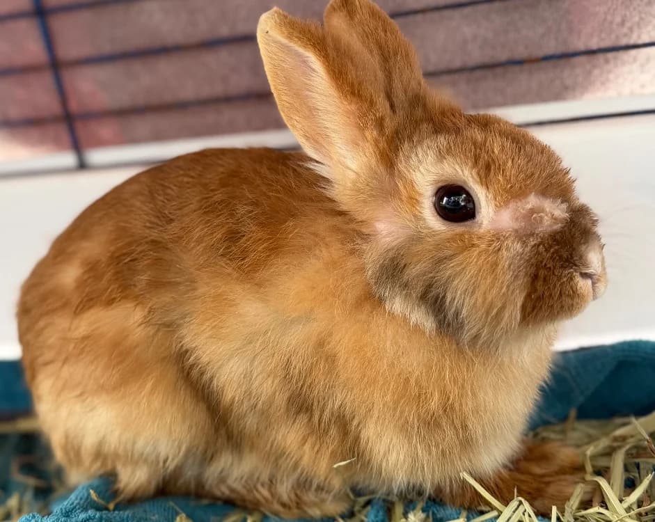 Suzette NAC1005, female Mixed Breed for adoption at SPA Compiègne, Compiègne