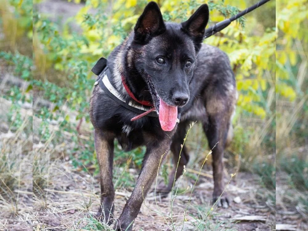 Bougnette, female Belgian Malinois for adoption at SPA Draguignan (Flayosc), Draguignan