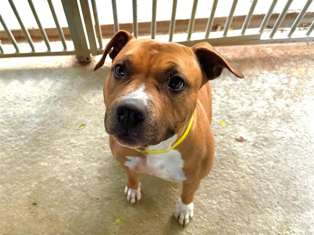 Tyxie, female American Staffordshire Terrier for adoption at SPA Draguignan (Flayosc), Draguignan