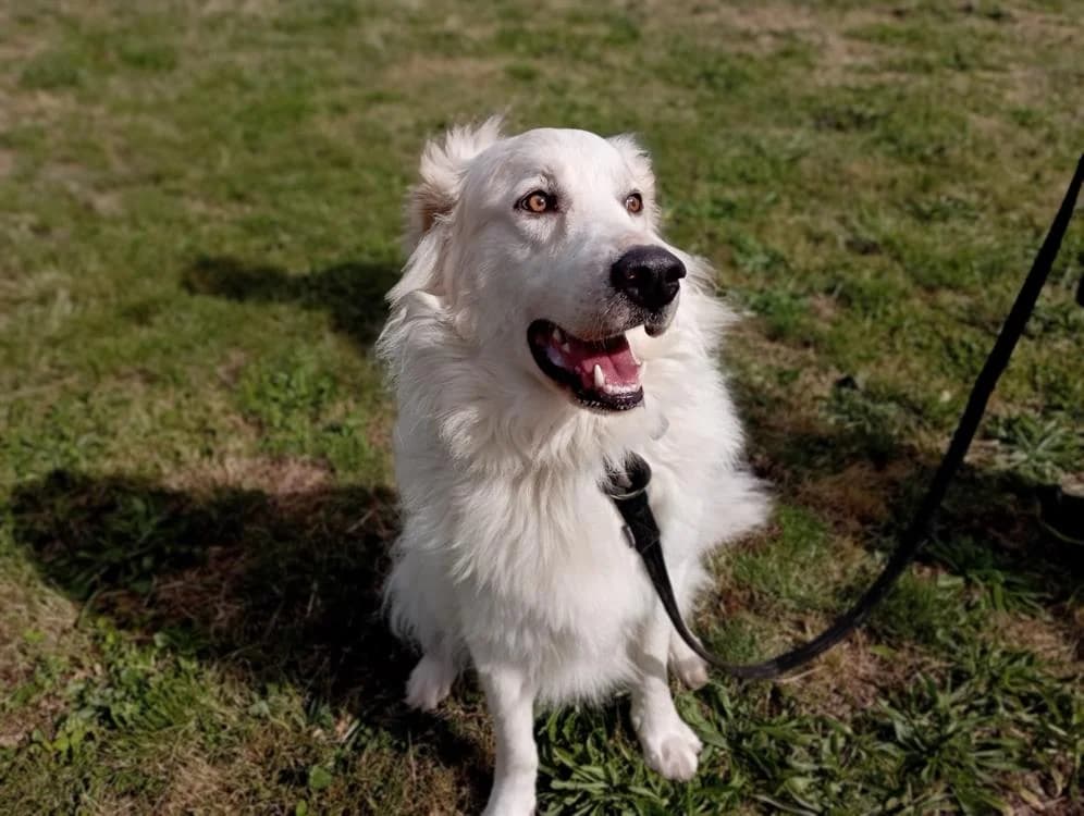 Hayden (en cours d'adoption), male Mixed Breed for adoption at SPA Draguignan (Flayosc), Draguignan