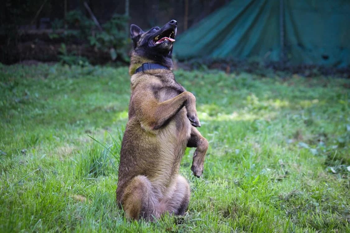 Olia, female Belgian Malinois for adoption at SPA Draguignan (Flayosc), Draguignan