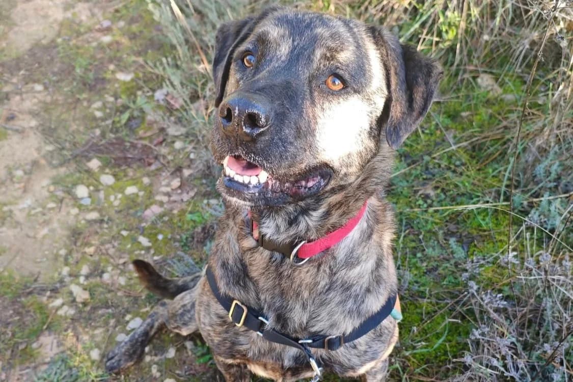 Shiro, male mixed breed for adoption at SPA Draguignan (Flayosc), Draguignan