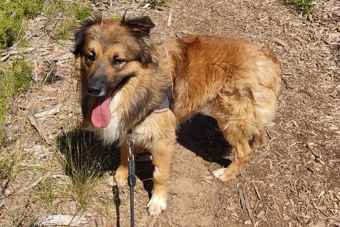 Gustave, male mixed breed for adoption at SPA Draguignan (Flayosc), Draguignan