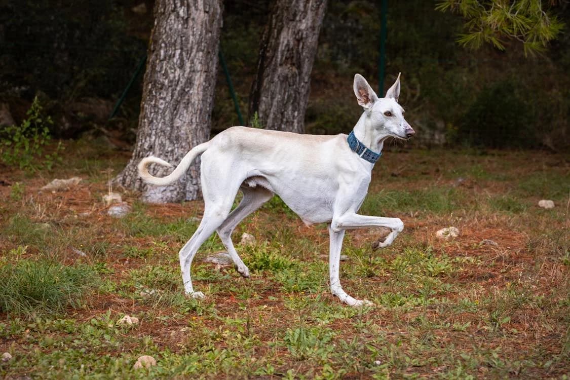 Bakaï, male mixed breed for adoption at SPA Draguignan (Flayosc), Draguignan
