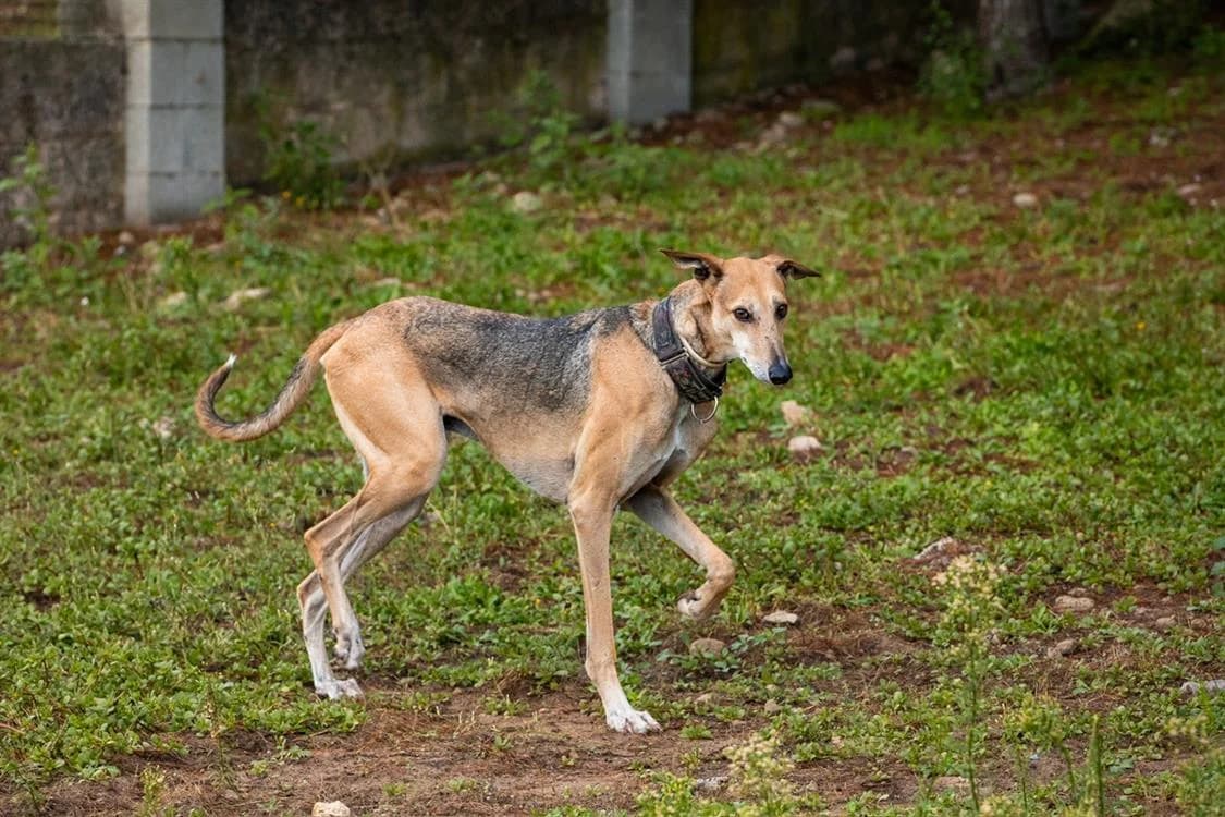 Sinaï, male mixed breed for adoption at SPA Draguignan (Flayosc), Draguignan
