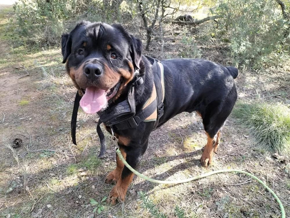 Hadès, male Rottweiler for adoption at SPA Draguignan (Flayosc), Draguignan