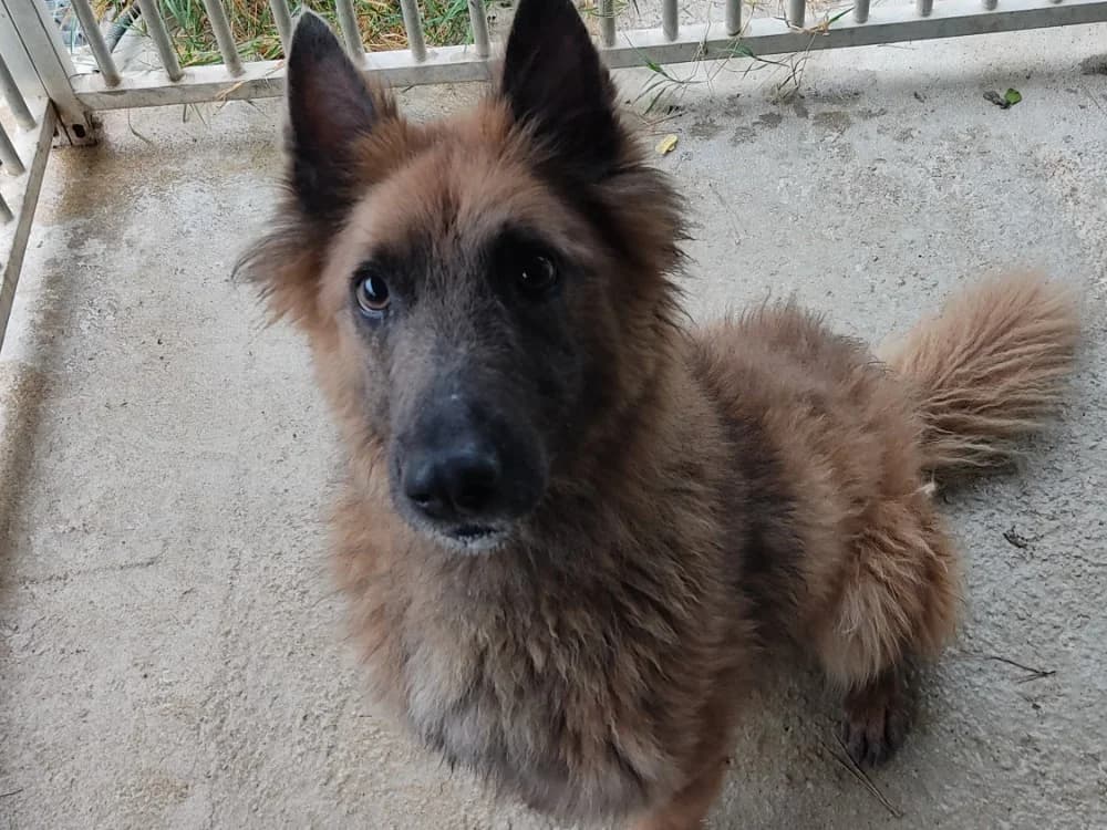 TEDDY, male Belgian Malinois for adoption at SPA Draguignan (Flayosc), Draguignan