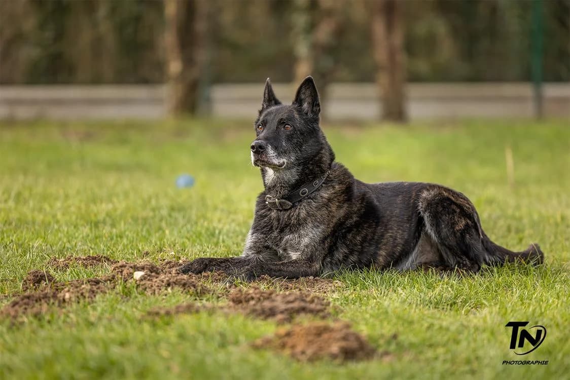 Stock, male senior mixed breed for adoption at SPA Draguignan (Flayosc), Draguignan