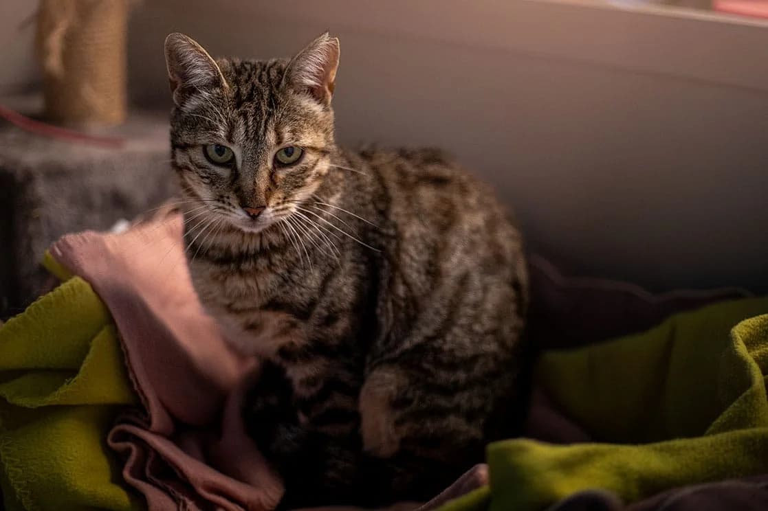 Cherry, female 6yo mixed breed for adoption at SPA Draguignan (Flayosc), Draguignan