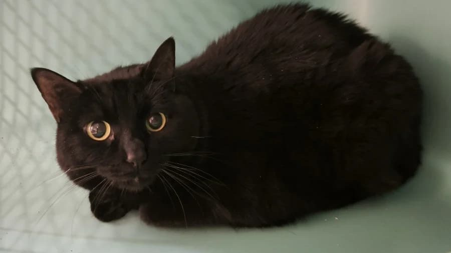 Rosy, female mixed breed for adoption at SPA Draguignan (Flayosc), Draguignan