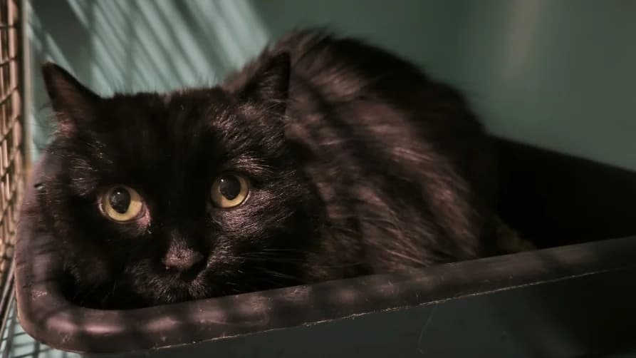 Dolly, female mixed breed for adoption at SPA Draguignan (Flayosc), Draguignan