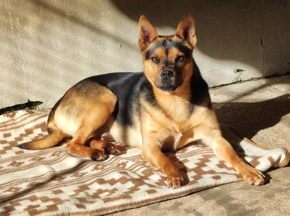 GHOST, male Mixed Breed for adoption at SPA Draguignan (Flayosc), Draguignan