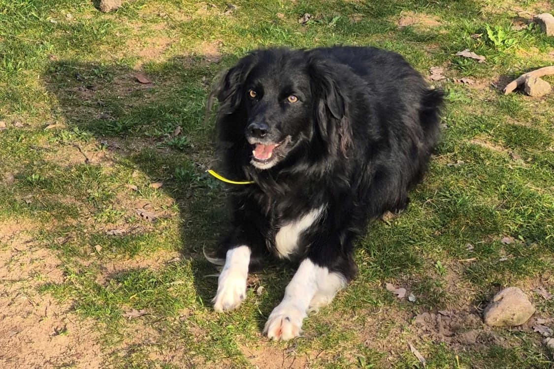 Maïlo, male senior Border Collie for adoption at SPA Draguignan (Flayosc), Draguignan