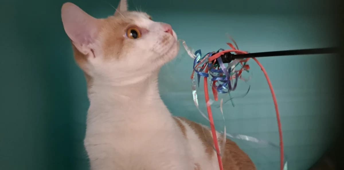 Zazou, male mixed breed for adoption at SPA Draguignan (Flayosc), Draguignan