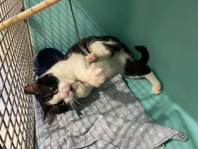 Tifou, male mixed breed for adoption at SPA Draguignan (Flayosc), Draguignan