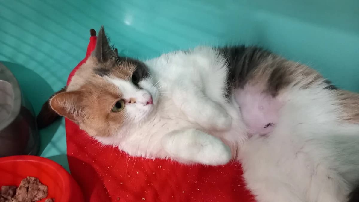 Venus, female mixed breed for adoption at SPA Draguignan (Flayosc), Draguignan