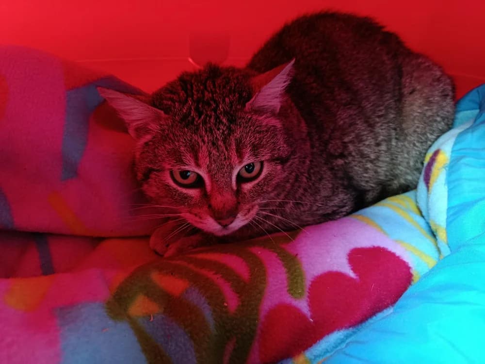 Eléa, female mixed breed for adoption at SPA Draguignan (Flayosc), Draguignan