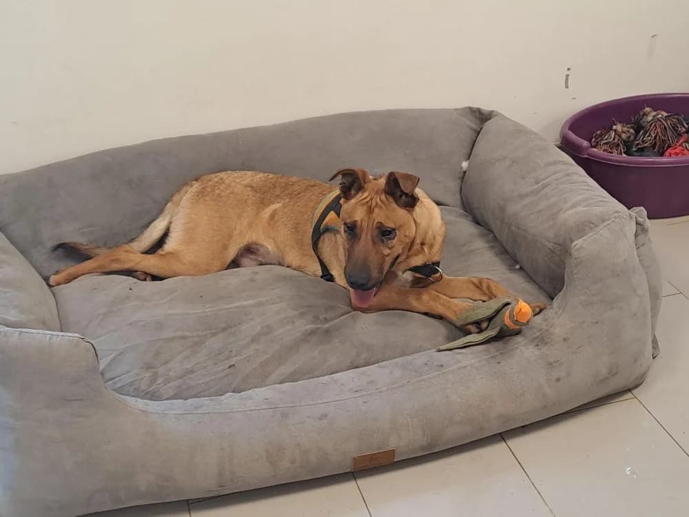 Zack, male mixed breed for adoption at SPA Draguignan (Flayosc), Draguignan