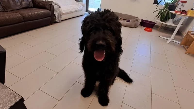 Kakou, male mixed breed for adoption at SPA Draguignan (Flayosc), Draguignan