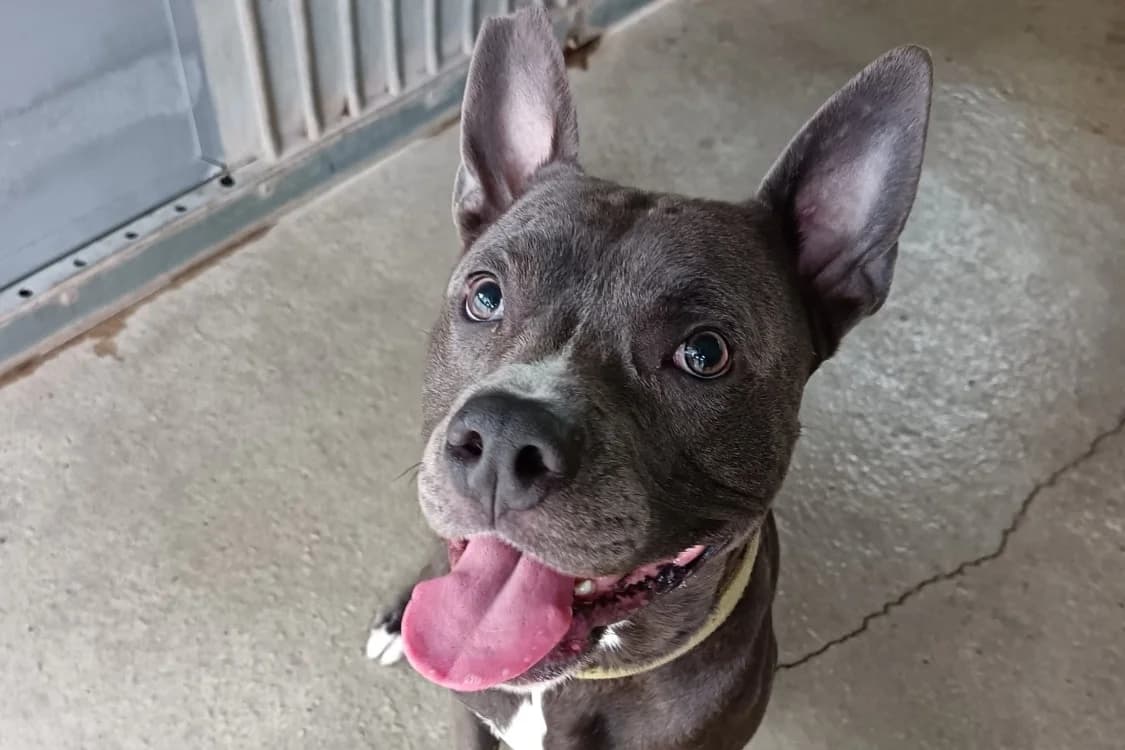 THOR, male mixed breed for adoption at SPA Draguignan (Flayosc), Draguignan