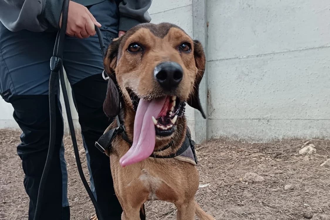 Bruno (Krokmou), male mixed breed for adoption at SPA Draguignan (Flayosc), Draguignan