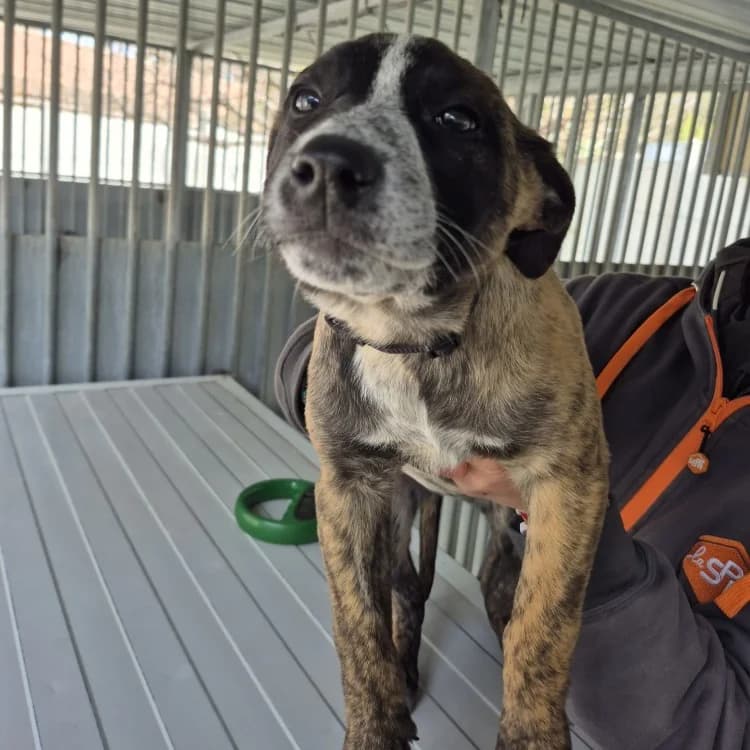 Lambada (en cours d'adoption), female mixed breed for adoption at SPA Draguignan (Flayosc), Draguignan