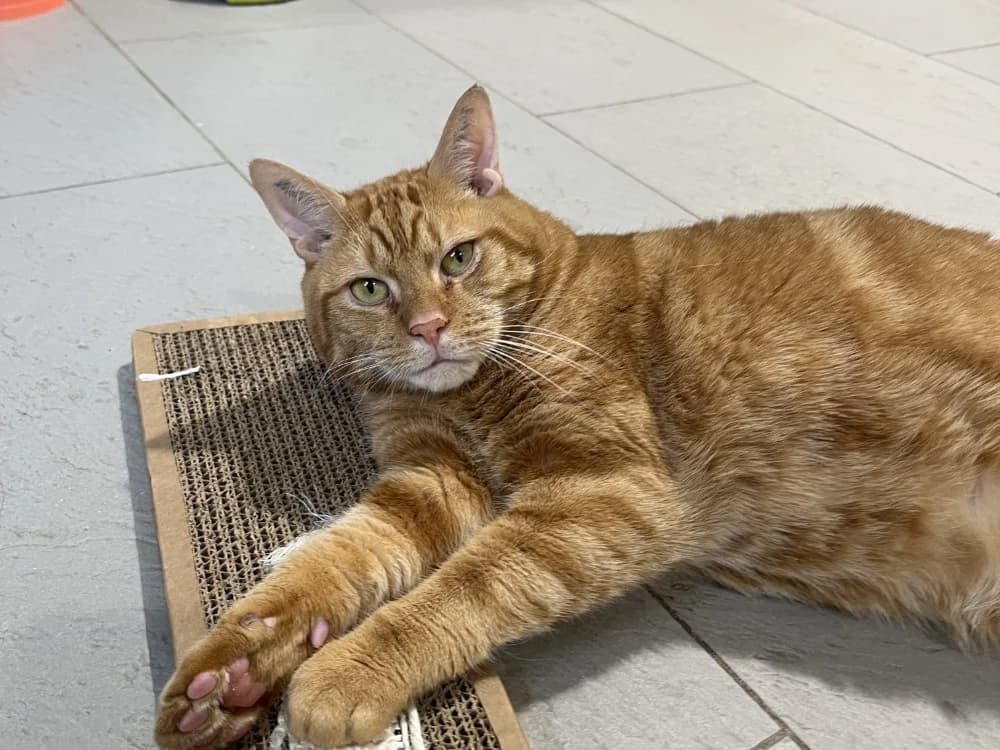 Ed, male mixed breed for adoption at SPA Draguignan (Flayosc), Draguignan