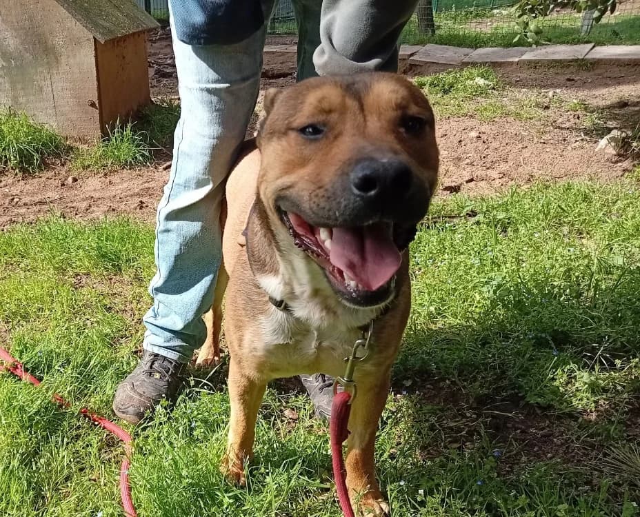 Dasti, male young mixed breed for adoption at SPA Draguignan (Flayosc), Draguignan
