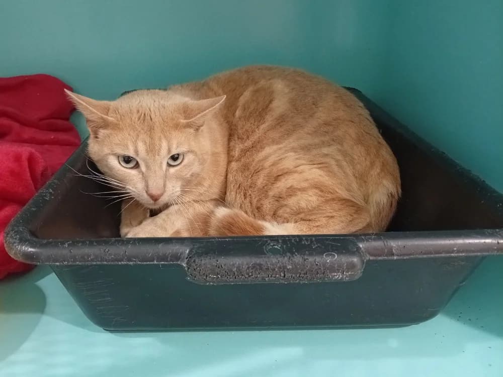 Doré, male mixed breed for adoption at SPA Draguignan (Flayosc), Draguignan