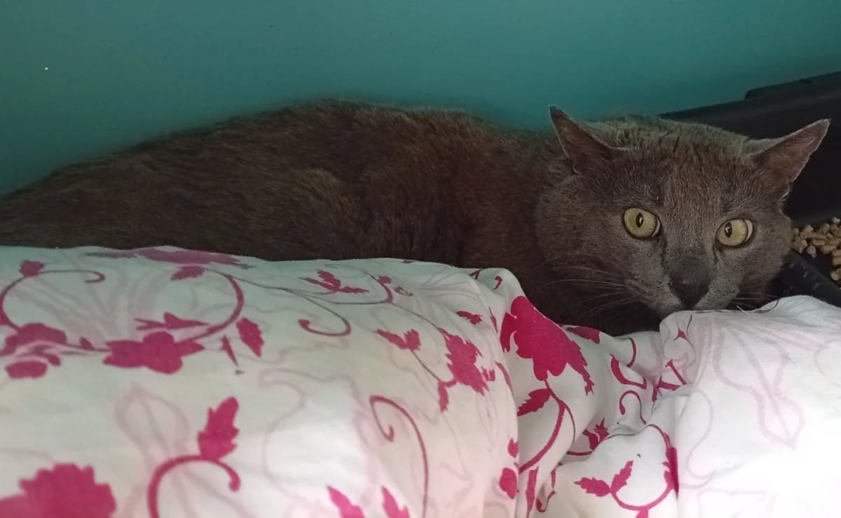 Dexter, male young mixed breed for adoption at SPA Draguignan (Flayosc), Draguignan