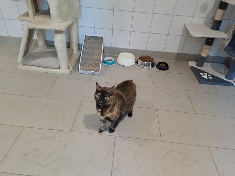 Nalou, female senior Mixed Breed for adoption at SPA Draguignan (Flayosc), Draguignan