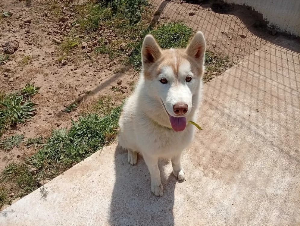 Bethoven, male Husky for adoption at SPA Draguignan (Flayosc), Draguignan