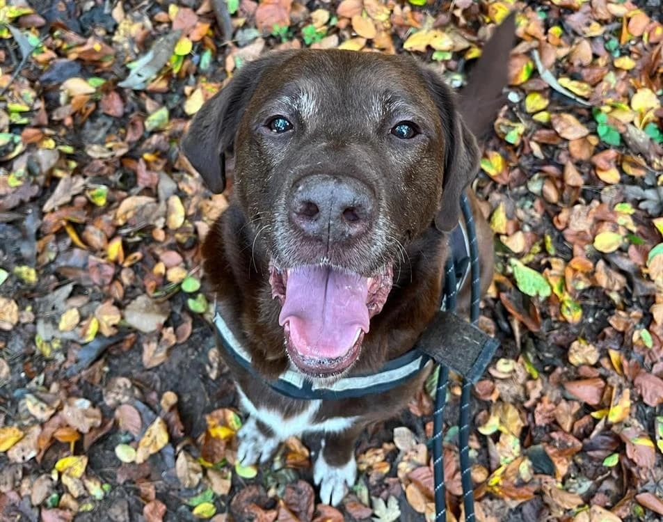 MARO, male Labrador Retriever for adoption at SPA Forbach, Forbach