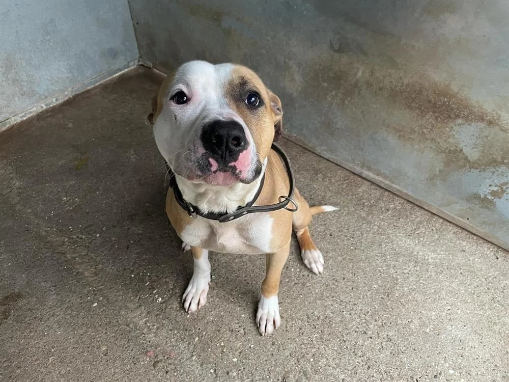 TYSON, male Mixed Breed for adoption at SPA Forbach, Forbach