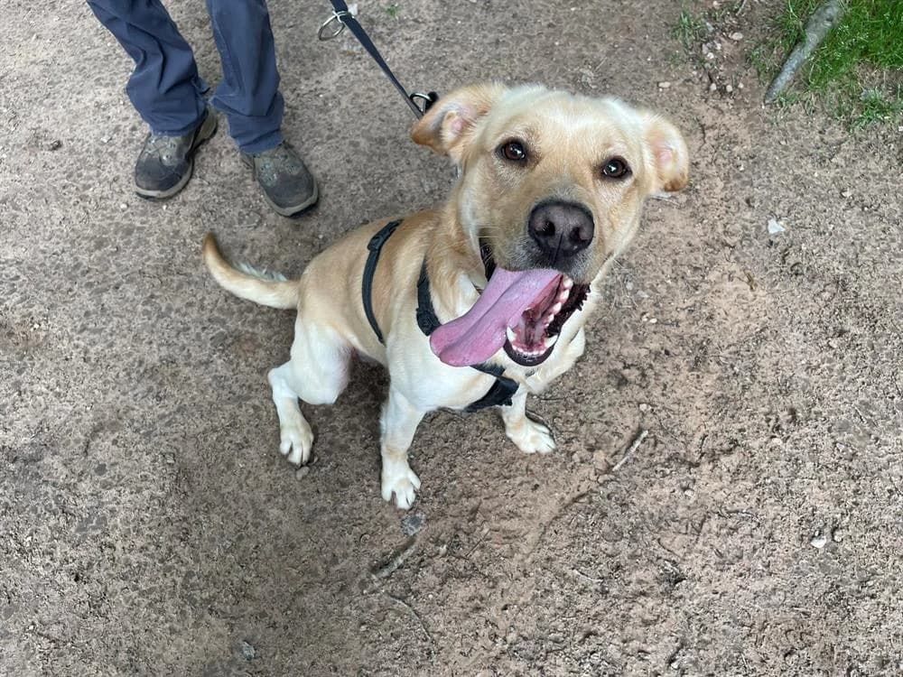 JOY, male Labrador Retriever for adoption at SPA Forbach, Forbach