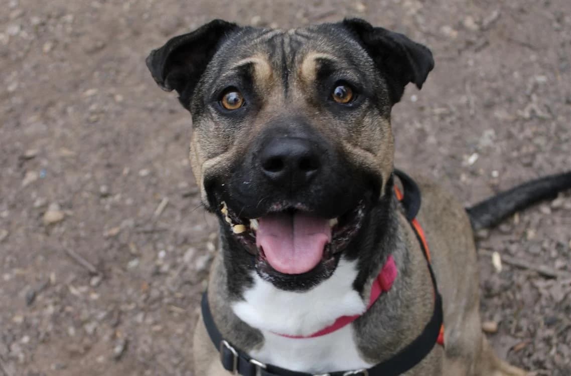 KIRA, female Mixed Breed for adoption at SPA Forbach, Forbach