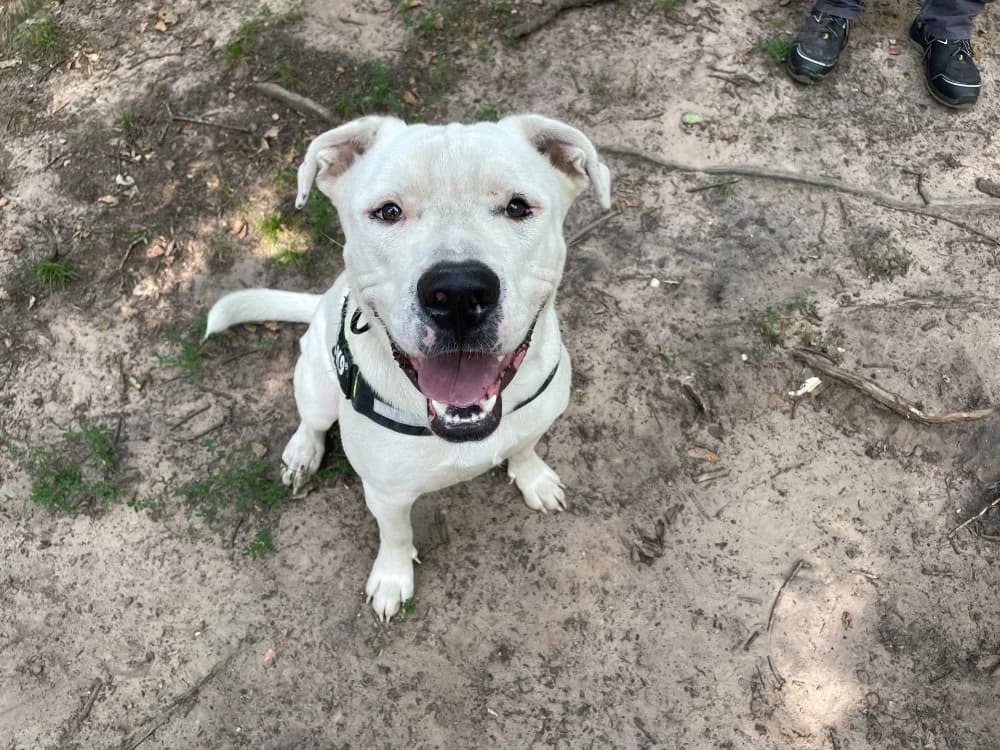 ALAN, male French Bulldog for adoption at SPA Forbach, Forbach